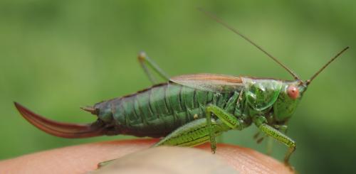 Réf. 271 369 : Conocephalus dorsalis